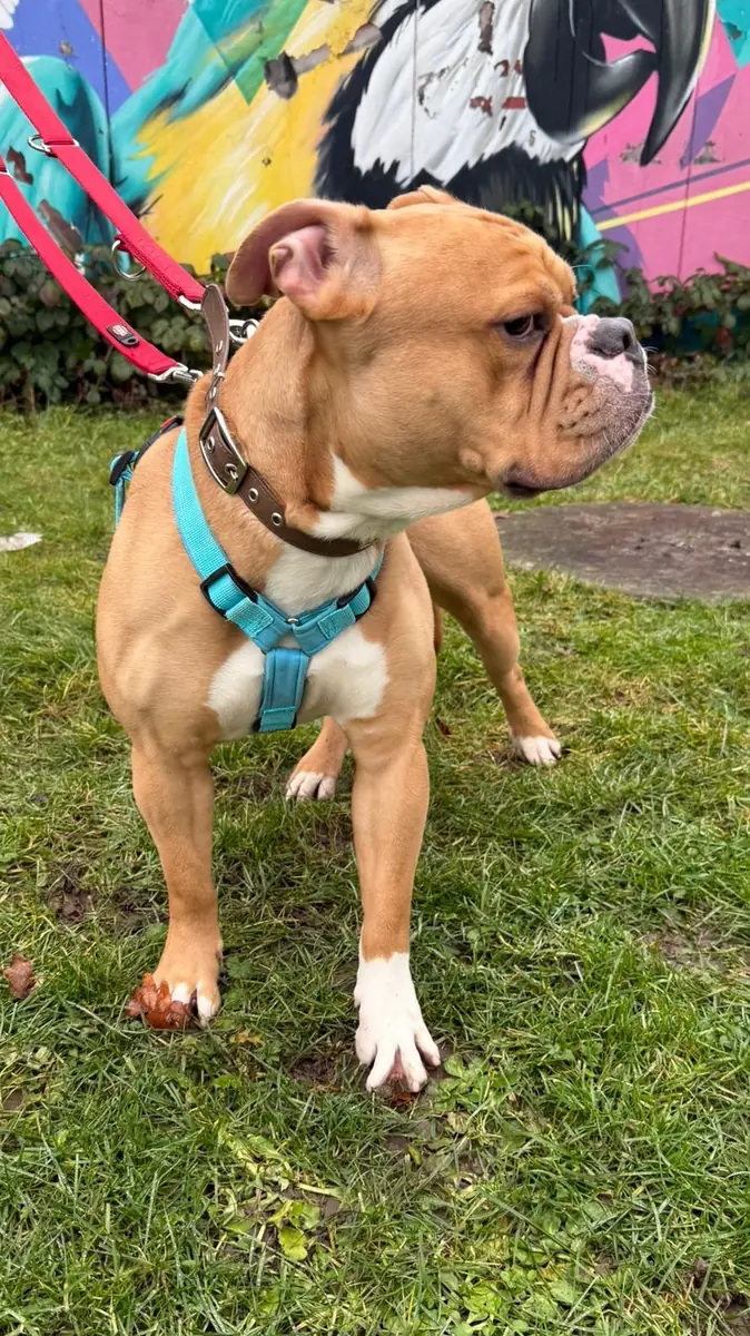 Capone - Englische Bulldogge - Bild 2