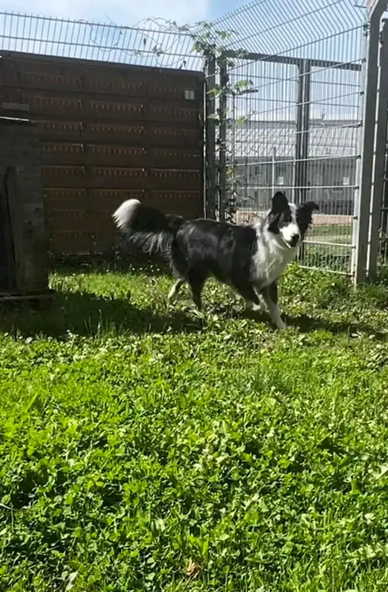 Mogli - Australian Shepherd - Bild 10