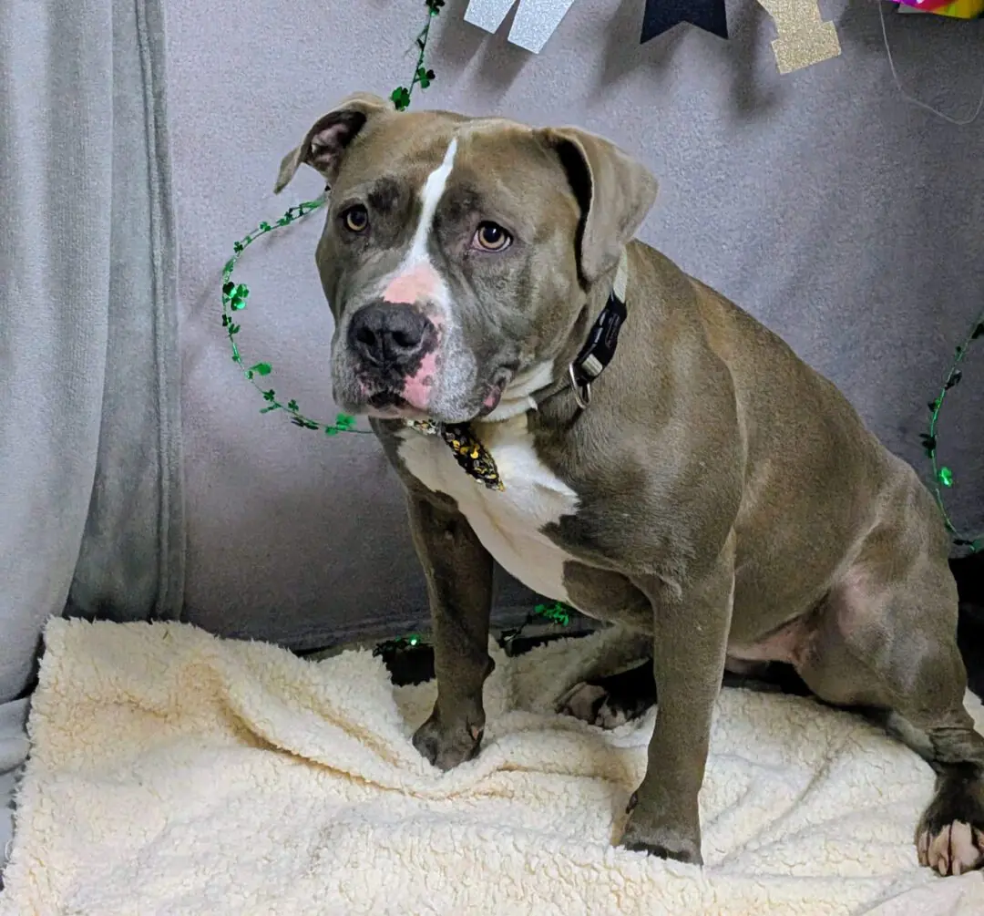 Ami - American Staffordshire Terrier - Bild 2