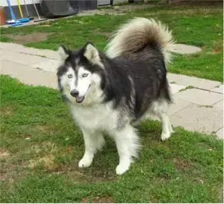 Alaskan Malamute-Mix Smilla