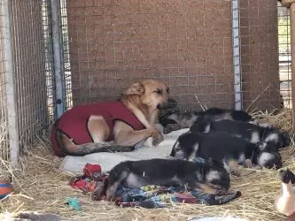 Luis - Deutscher Schäferhund - Bild 2