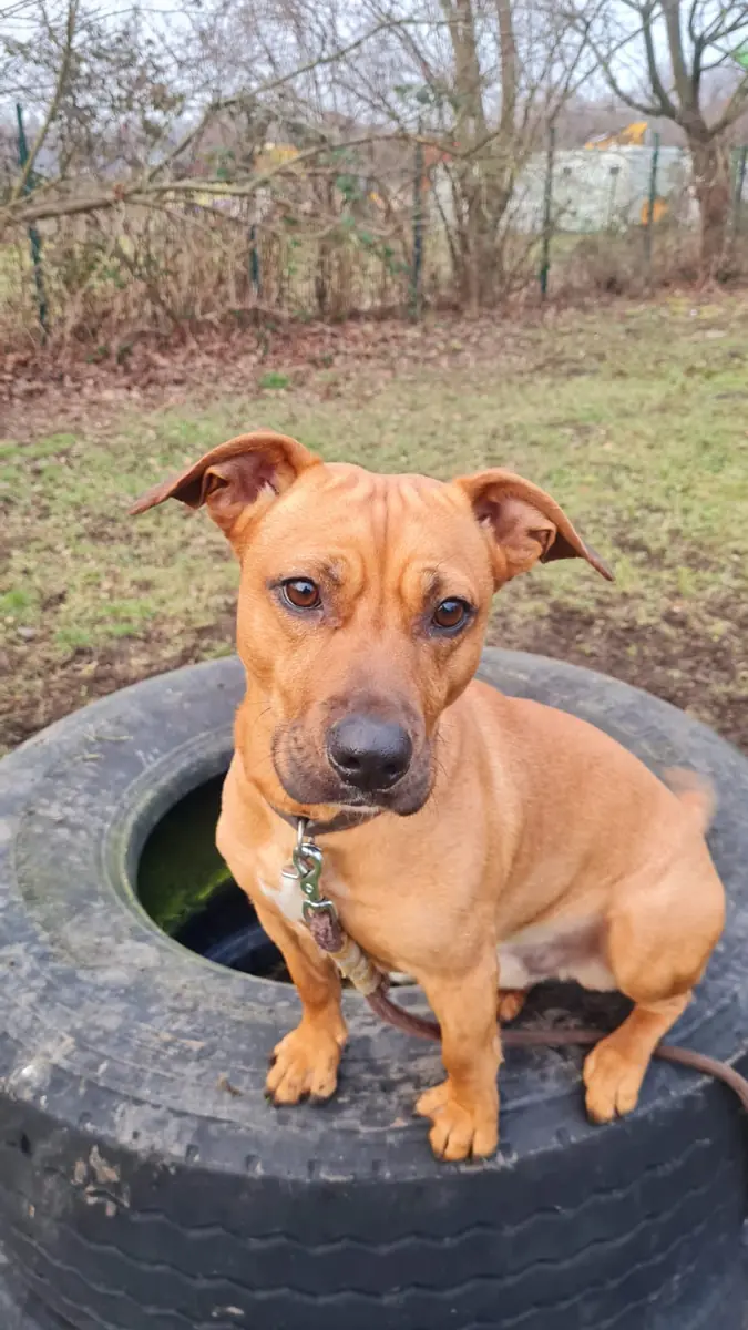 Alfred -  - Bild 4
