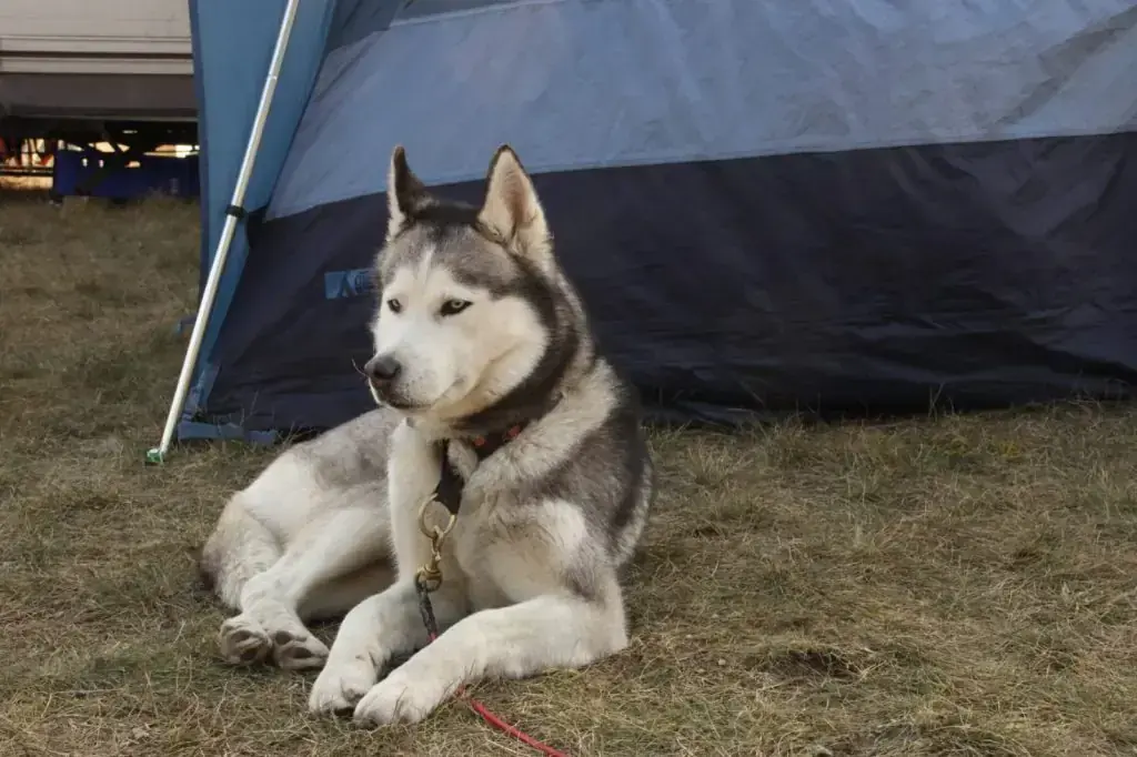 Maja - Siberian Husky - Bild 2
