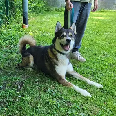 Akela – Siberian Husky – Bild 5