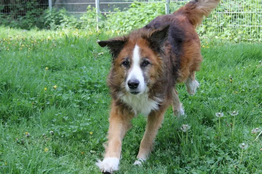 Sparky -  - Bild 7