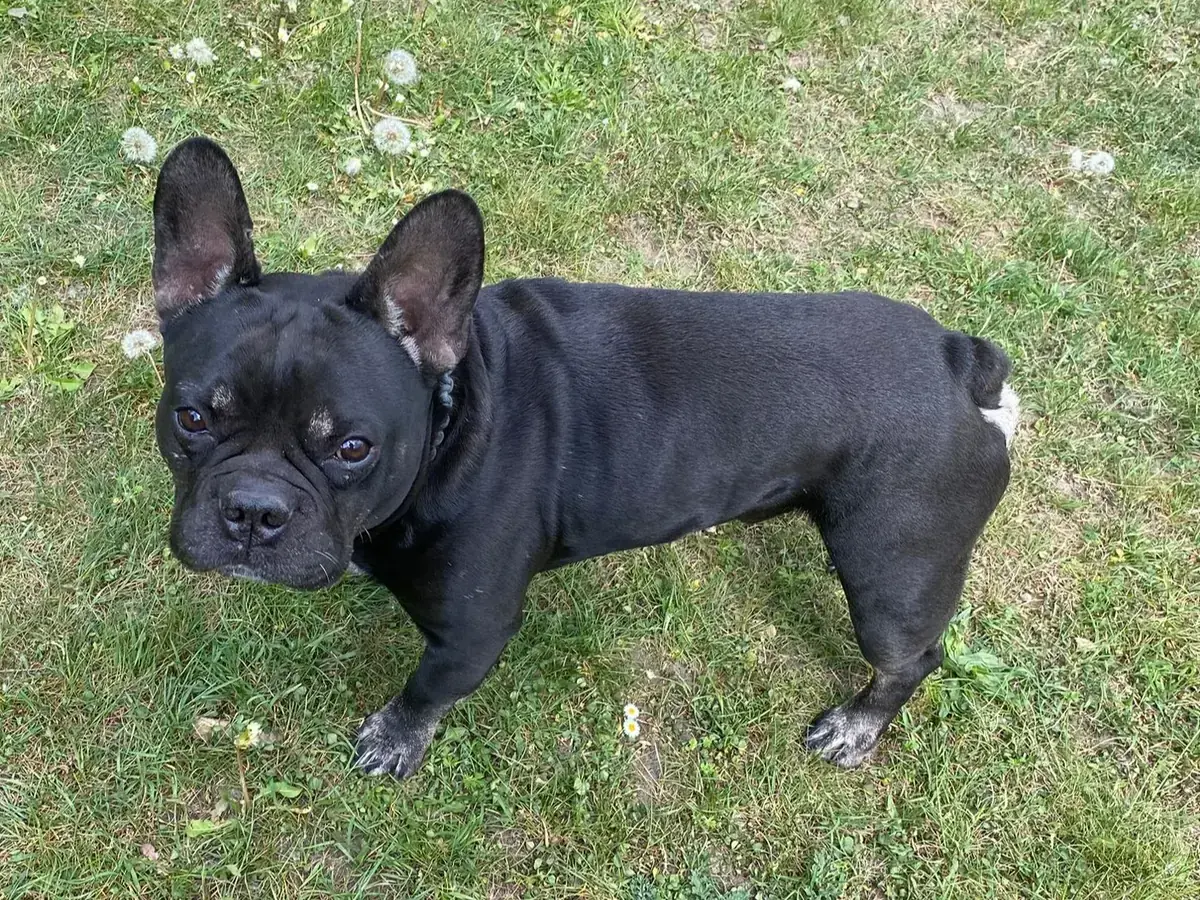 Dustin - Französische Bulldogge - Bild 1