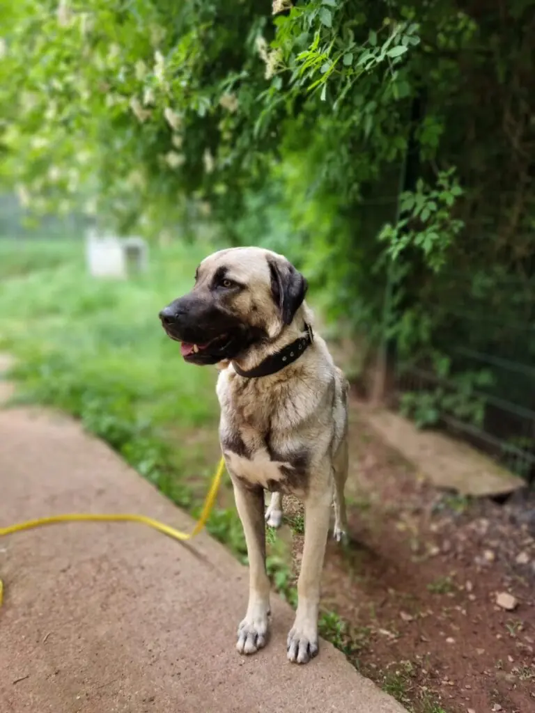 Otis - Kangal-Hirtenhund - Bild 4