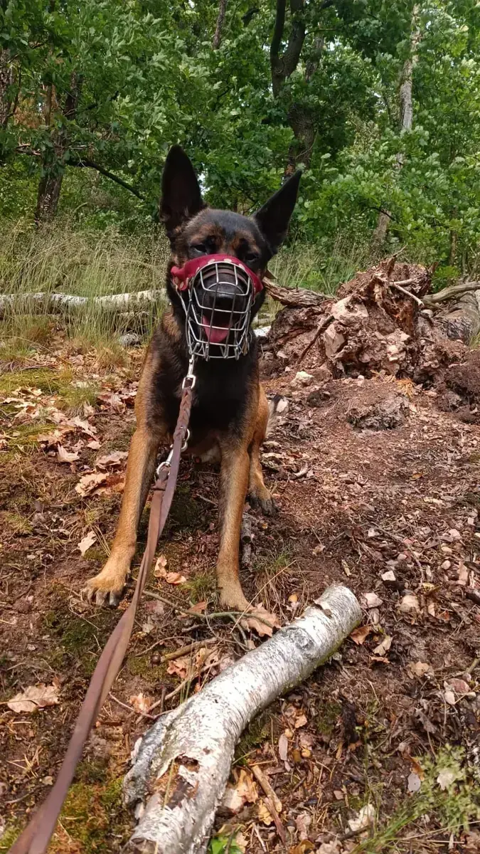 Belgischer Schäferhund Kimbo