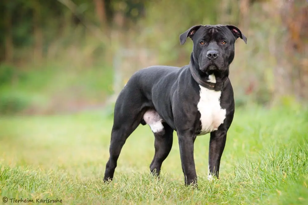 Jonny - American Staffordshire Terrier - Bild 2