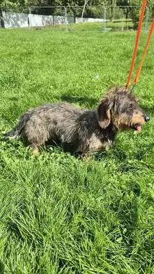 Max – Hund – Bild 6