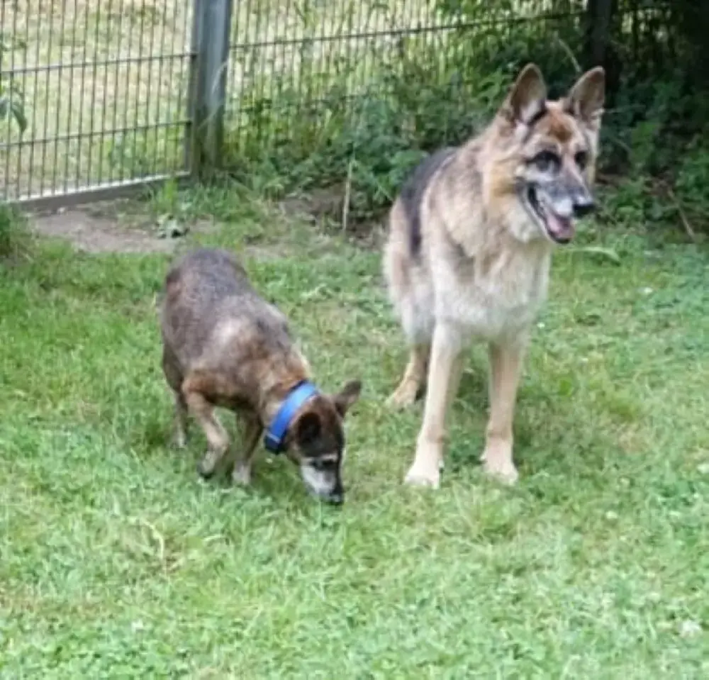 Akeela - Deutscher Schäferhund - Bild 2