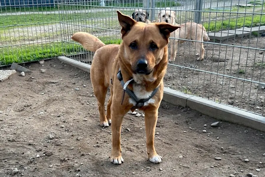 Rollo -  - Bild 1