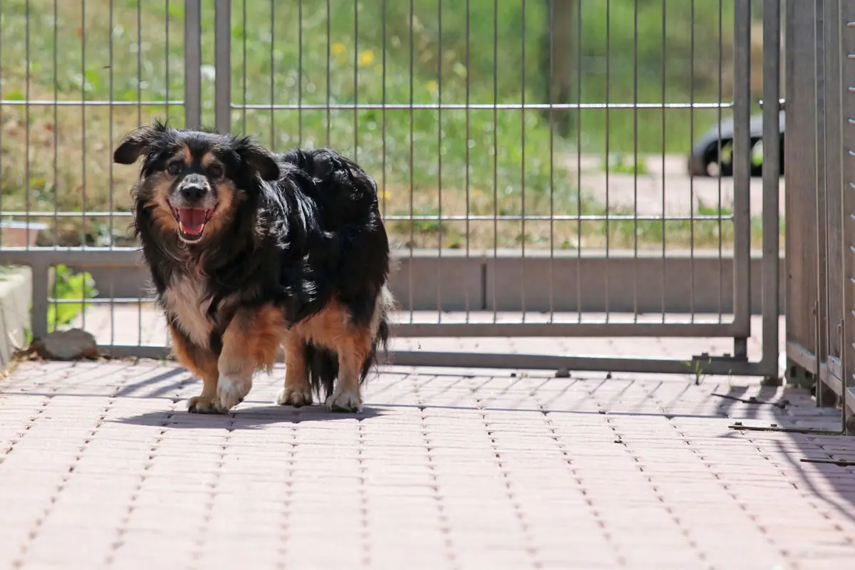 Buddy -  - Bild 1