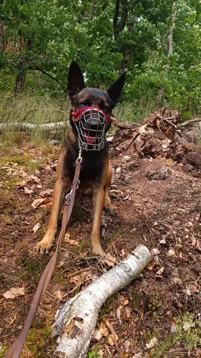 Belgischer Schäferhund Kimbo