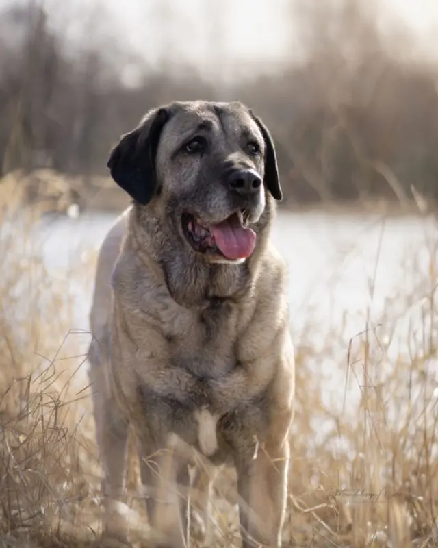 Naz - Kangal-Hirtenhund - Bild 14