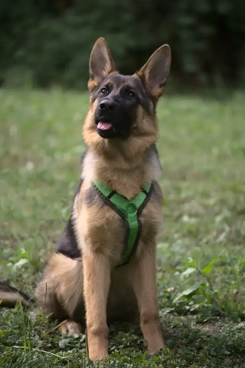 Stella - Deutscher Schäferhund - Bild 8