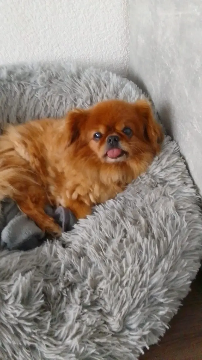 Gino - Tibet-Spaniel - Bild 3