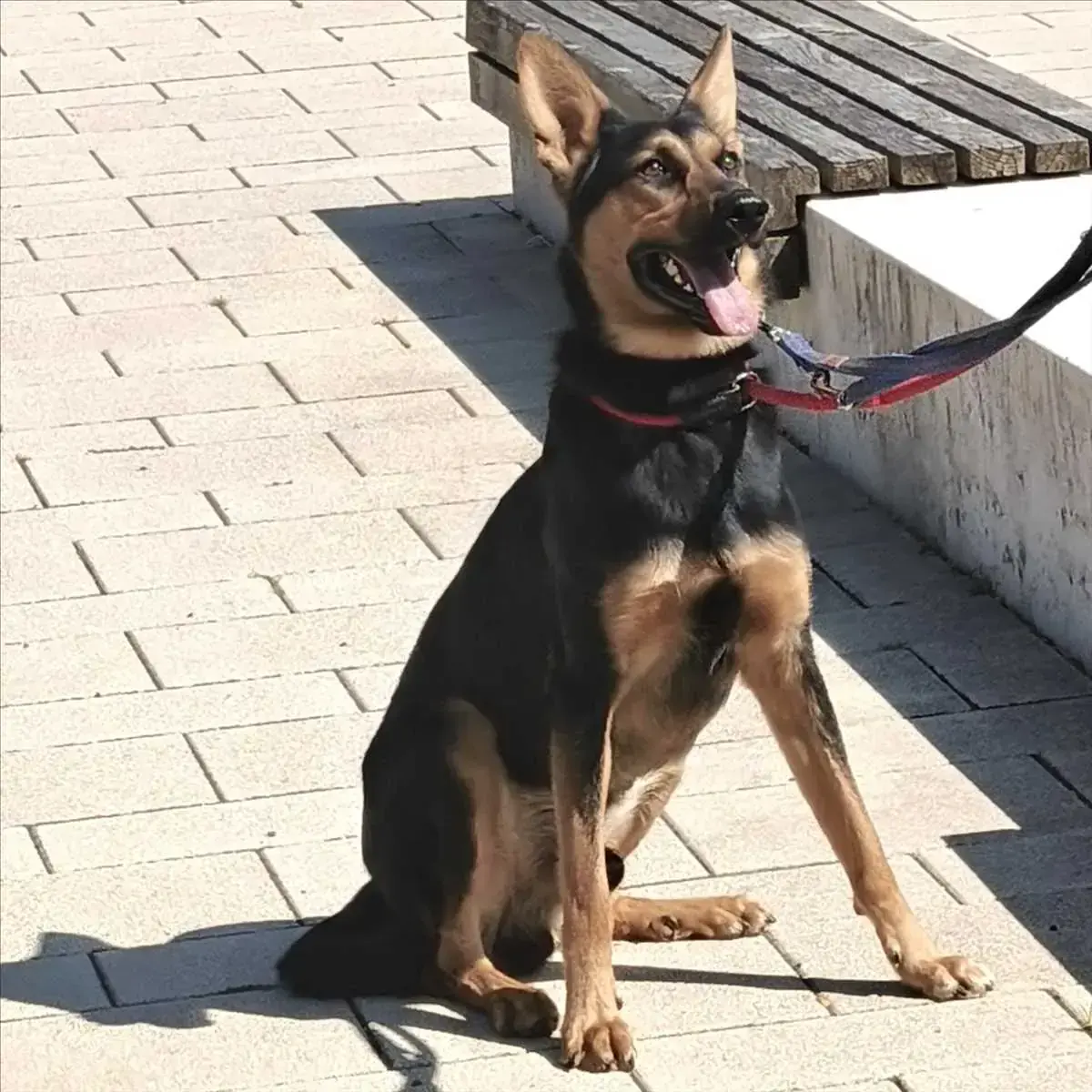 Louis - Deutscher Schäferhund - Bild 2