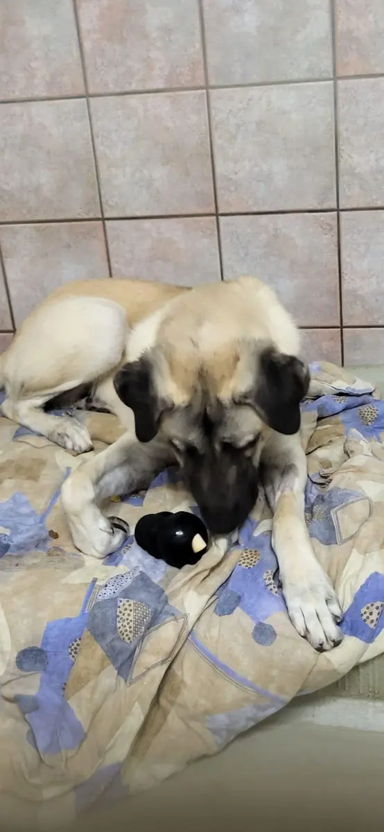 Matilda - Kangal-Hirtenhund - Bild 1