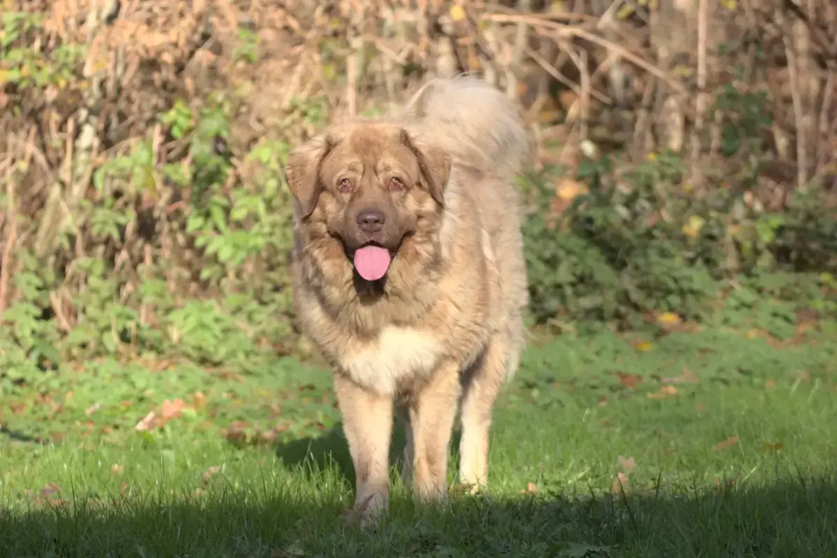 Samson -  - Bild 1