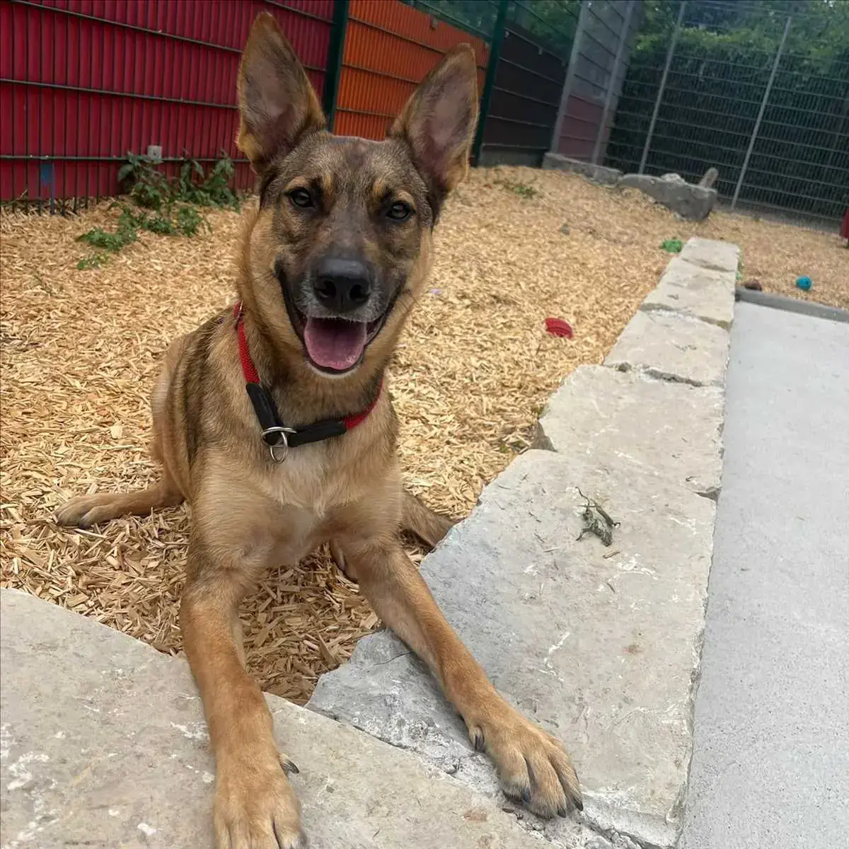 Miles - Deutscher Schäferhund - Bild 3