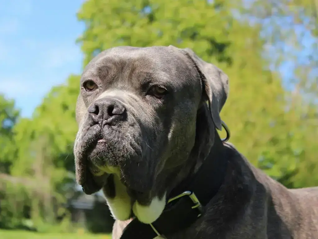 Cane Corso Italiano Beelzebub