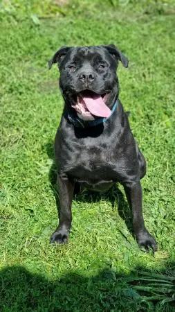 Tylor - Rottweiler, Cane Corso Italiano - Bild 1