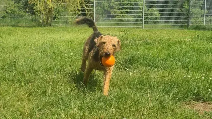 Kalle -  - Bild 1