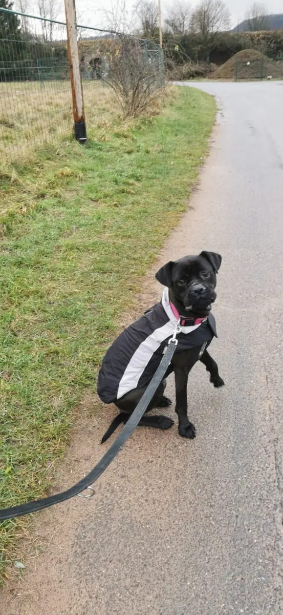 Bonnie - Cane Corso Italiano - Bild 2
