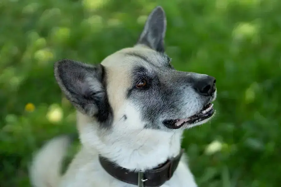 Chester - Deutscher Schäferhund - Bild 4