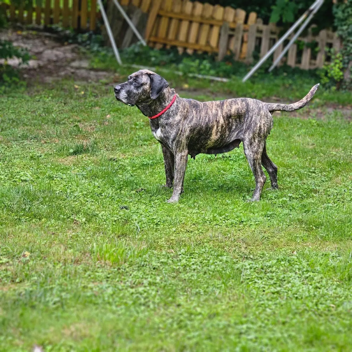 Olivia - Dogo Canario - Bild 9