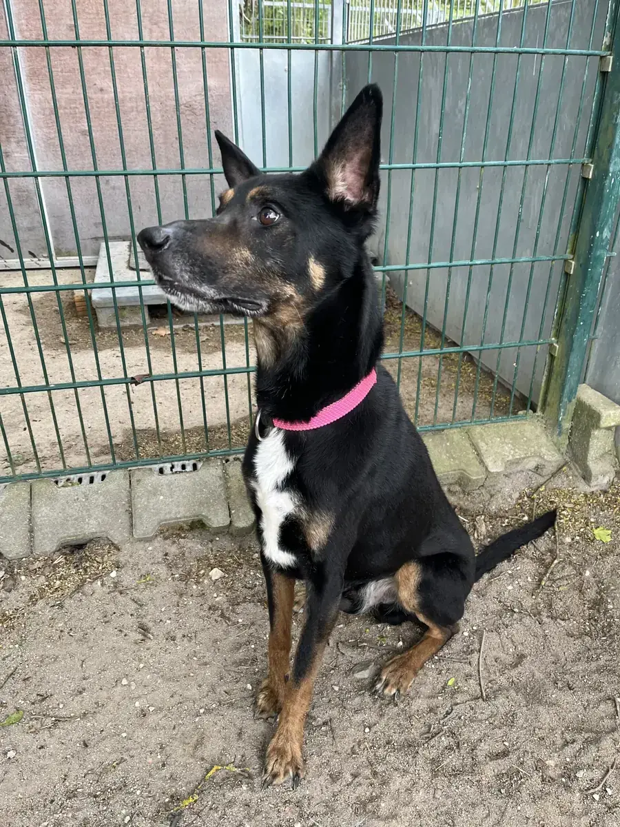 Duke - Dobermann, Deutscher Schäferhund - Bild 3