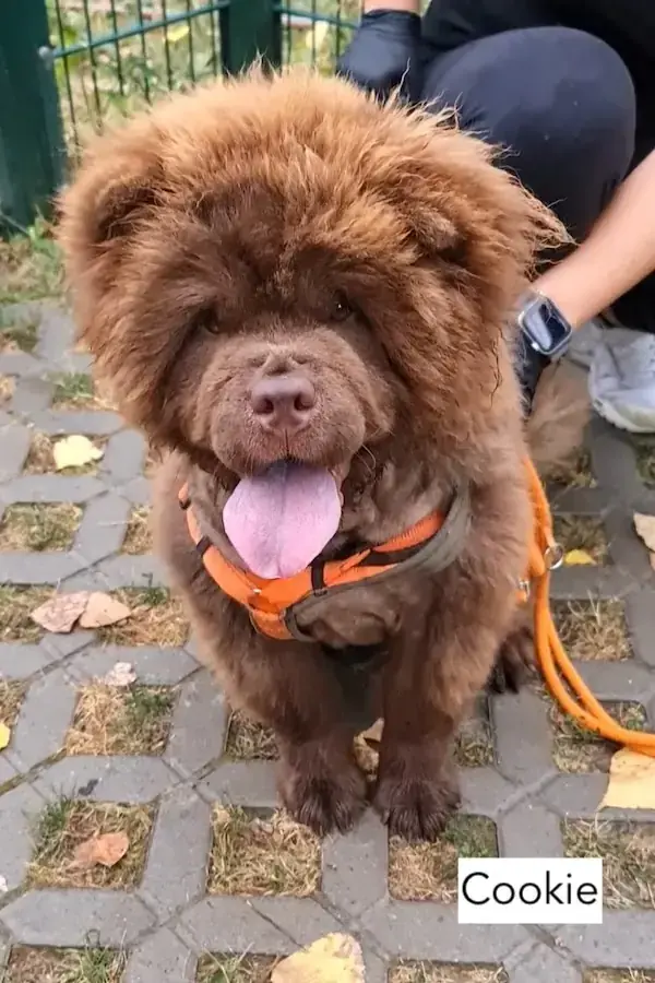 Cookie - Chow-Chow - Bild 2