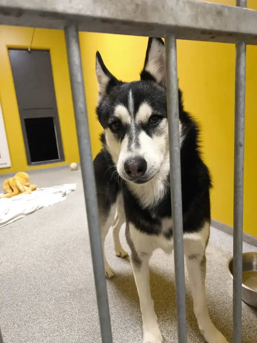 Husky - Siberian Husky - Bild 6