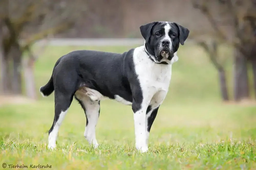 Percy -  - Bild 2