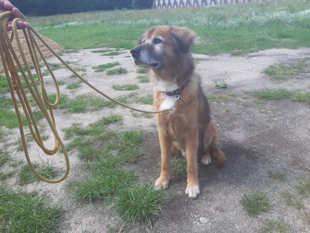 Jimmy-Lee - Shiba, Labrador Retriever - Bild 4
