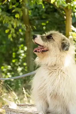 Salo – Hund – Bild 2