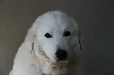 Teddy – Kuvasz – Bild 3