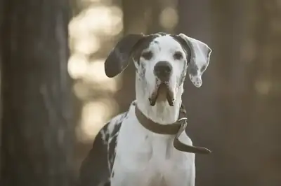 Karl – Deutsche Dogge – Bild 3