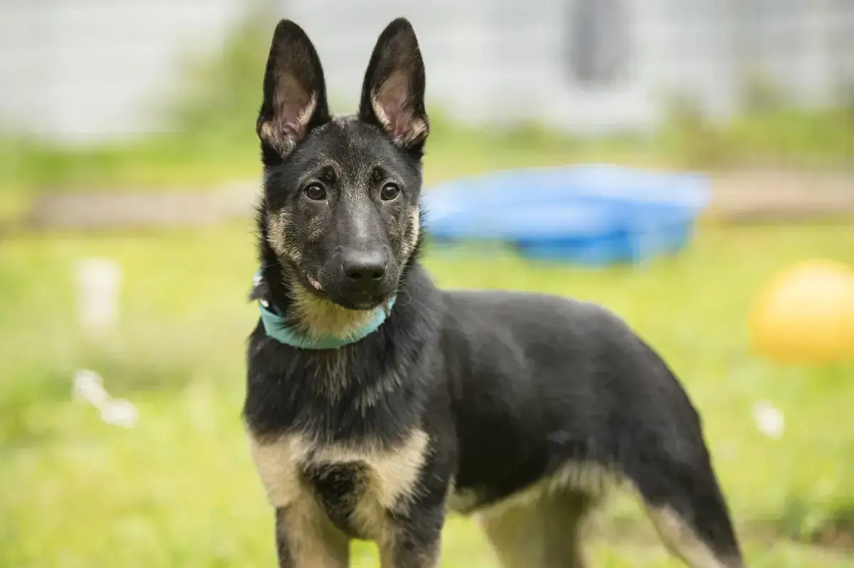 Tucca - Deutscher Schäferhund - Bild 2