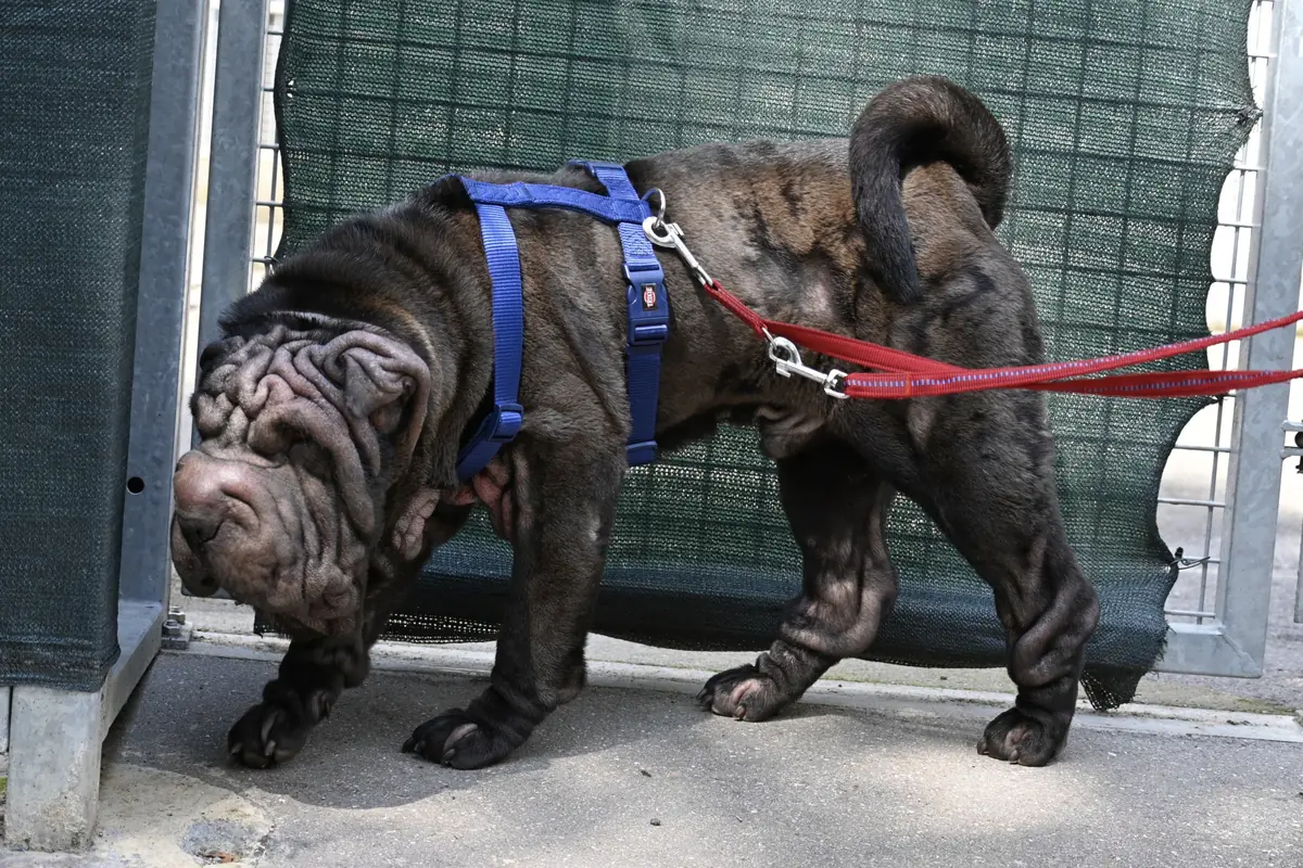 Luis - Shar-Pei - Bild 2