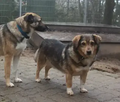 Benito – Hund – Bild 2