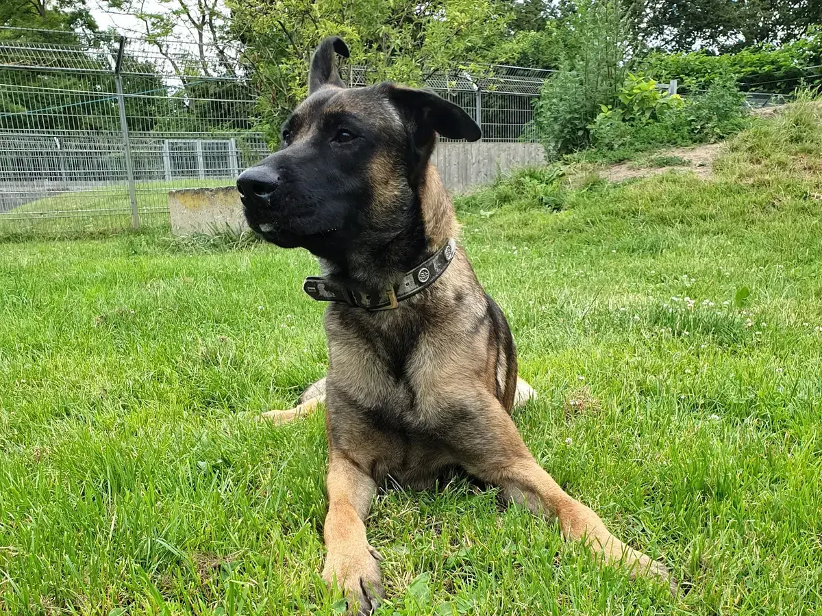 Genji -  - Bild 1