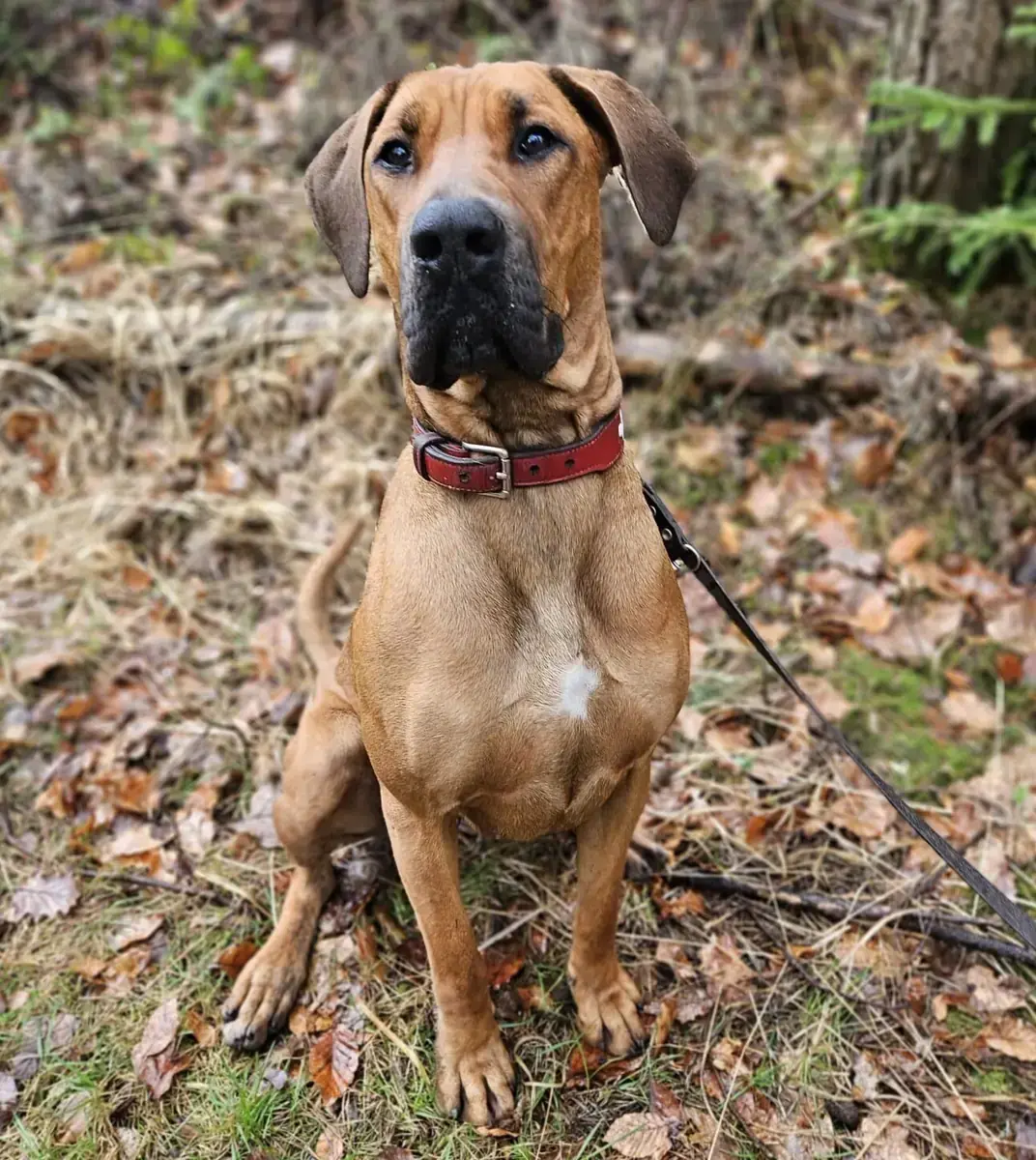 Cane Corso Italiano-Mix Chaya