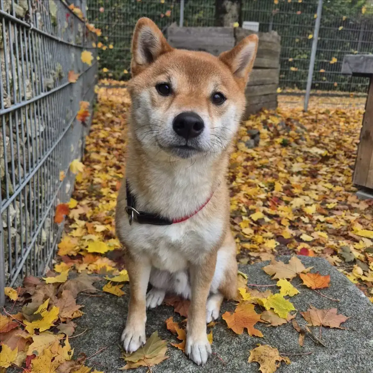 JIRO - Shiba - Bild 1