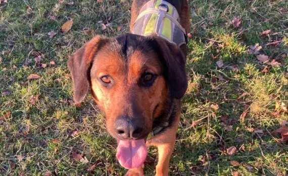 Balou -  - Bild 4
