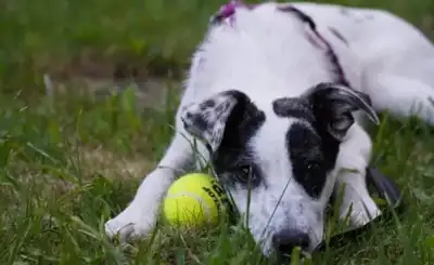 Fred – Hund – Bild 8