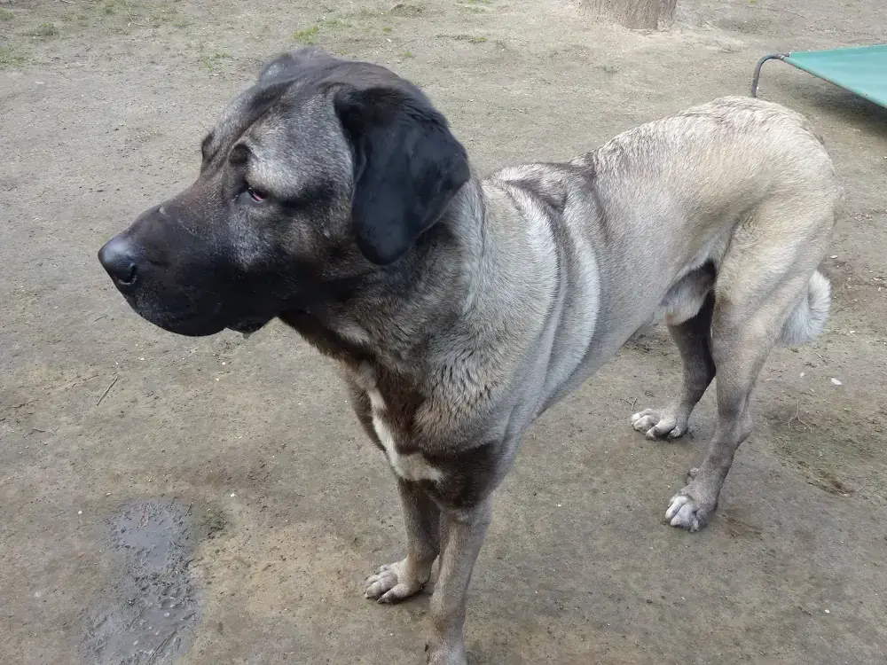 Pascha - Kangal-Hirtenhund - Bild 4