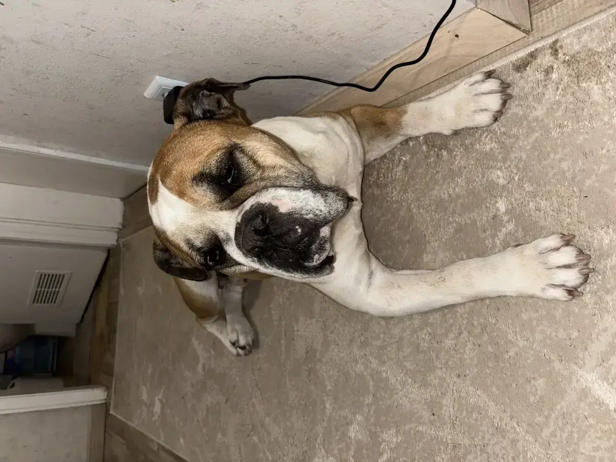 Aron – Hund – Bild 2