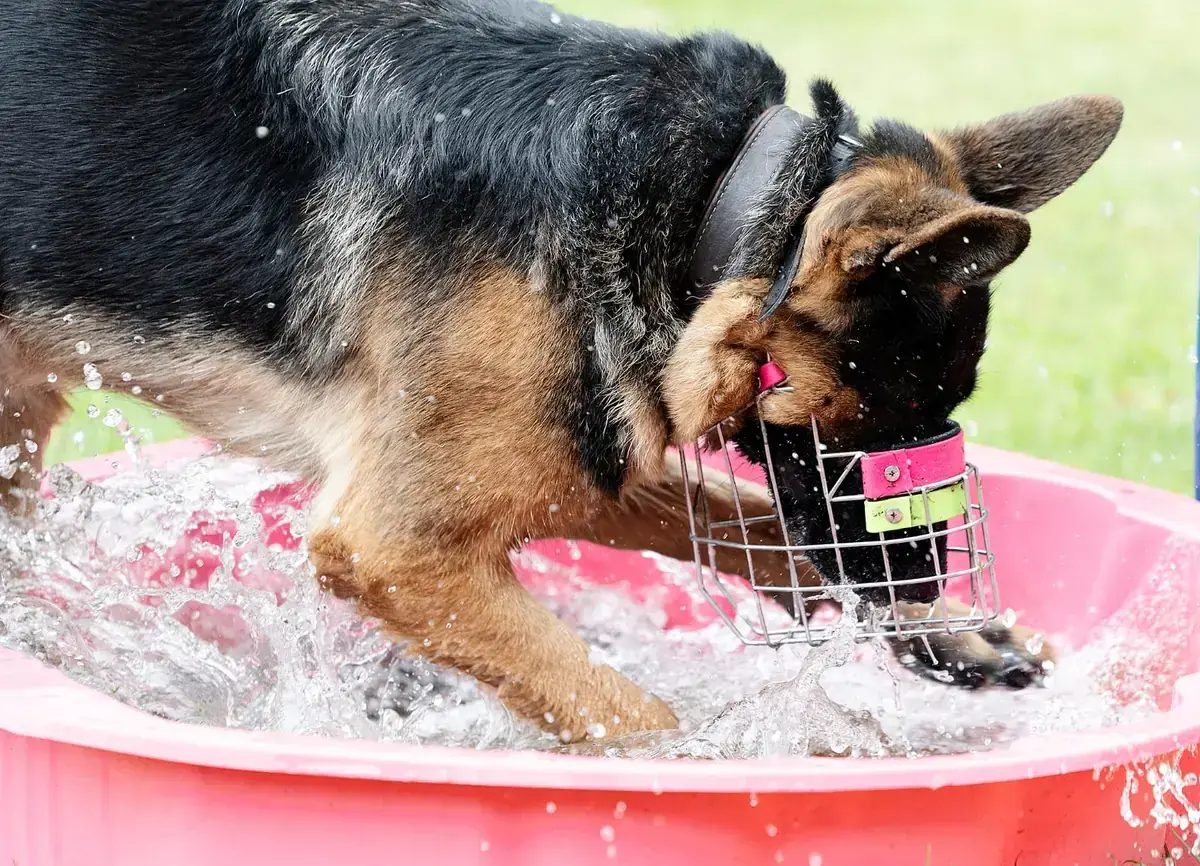 Zwiebel - Deutscher Schäferhund - Bild 3